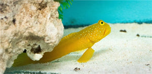 Sulphur Goby - Sml - All Things Aquatic