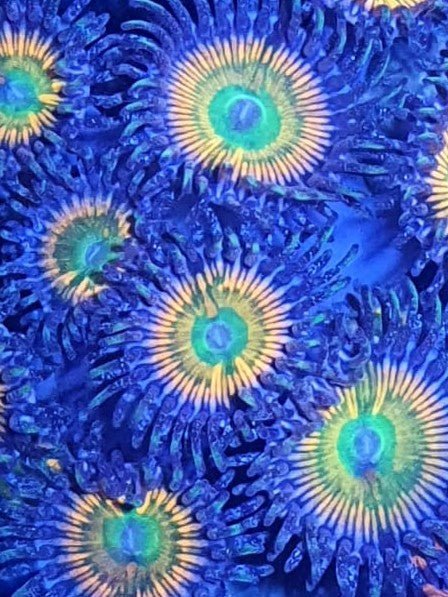 Sunny D Zoa Frag - All Things Aquatic