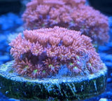 Sunset Goniopora Frag - All Things Aquatic