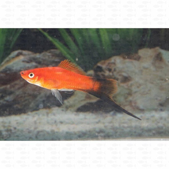 SWORDTAILS - All Things Aquatic