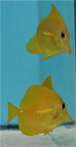 Tank Bred Yellow Tang - Sml - All Things Aquatic