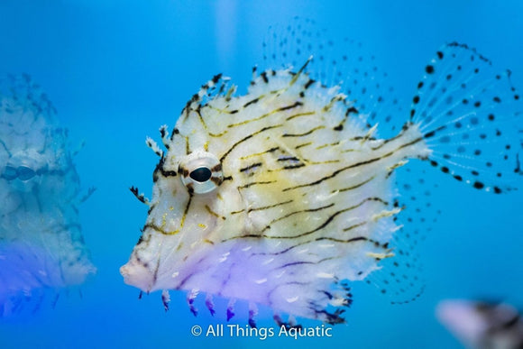 Tassled Filefish - All Things Aquatic