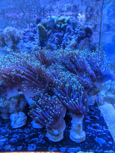 Torch Coral Frag - All Things Aquatic