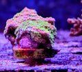 Tropic thunder montipora frag - All Things Aquatic