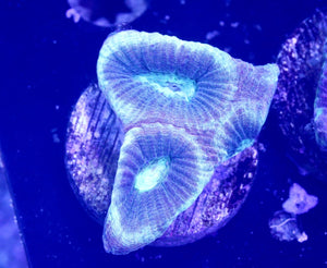 UFO Favia frag - All Things Aquatic