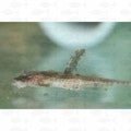 Whiptail Catfish - All Things Aquatic