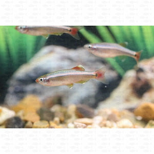 White Cloud Mountain Minnow - All Things Aquatic