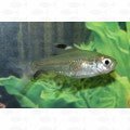 X - RAY TETRA - All Things Aquatic