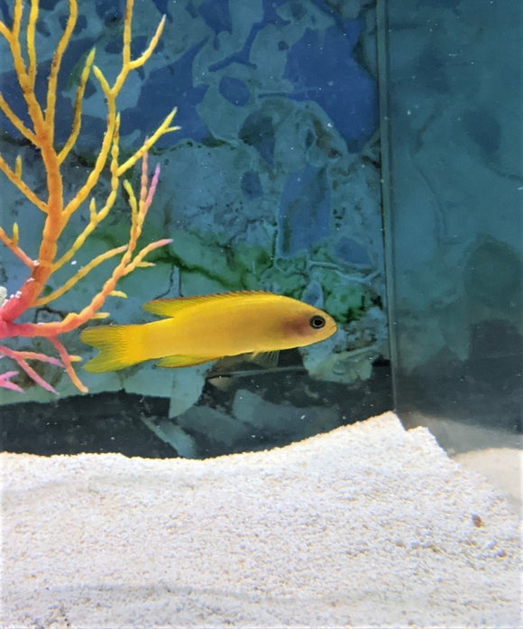 Yellow Assessor - Md - All Things Aquatic