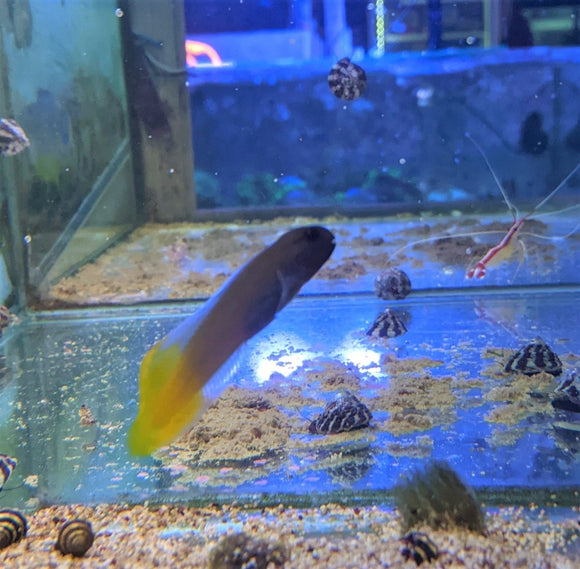 Yellow Tail Midas Blenny - Md - All Things Aquatic