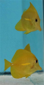 Yellow Tang Sml - All Things Aquatic