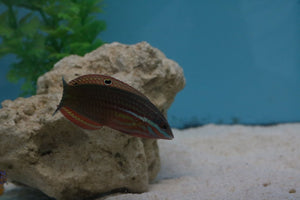 Red Face Wrasse LG