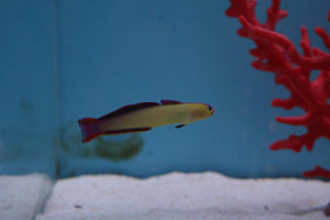 Purple Firefish Lg