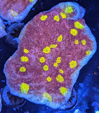 Golden Eye Chalice Coral