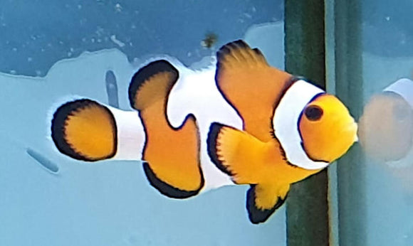 DaVinci Clownfish